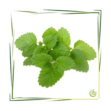 Hydrolat Melisse BIO